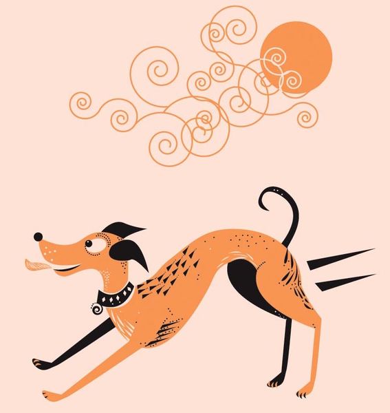 New book for Welsh learners inspired by rescue whippet who only understands Welsh